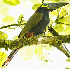 Toucanet à oreilles d'or