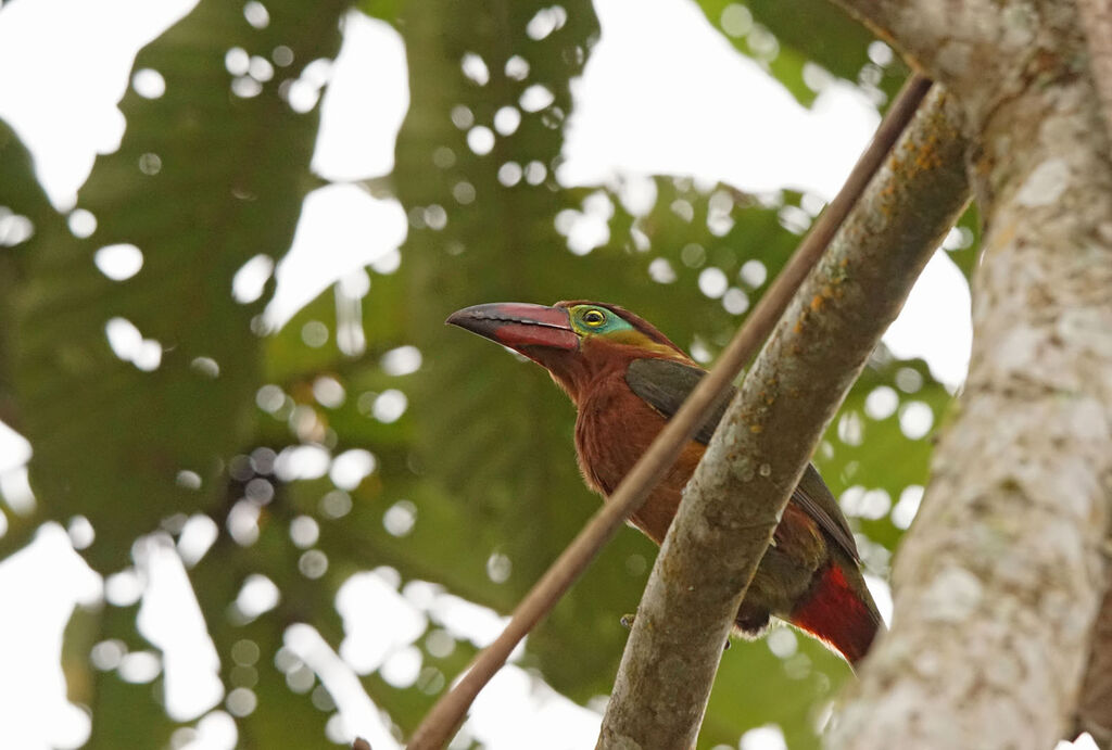 Golden-collared Toucanet female