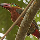 Toucanet de Reinwardt