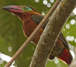 Toucanet de Reinwardt