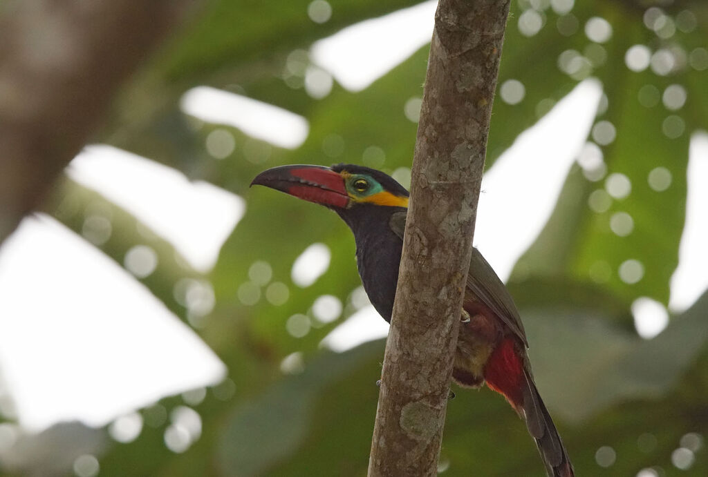 Golden-collared Toucanet male