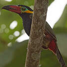 Toucanet de Reinwardt