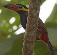 Golden-collared Toucanet