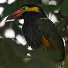 Toucanet de Reinwardt