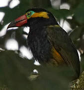 Golden-collared Toucanet