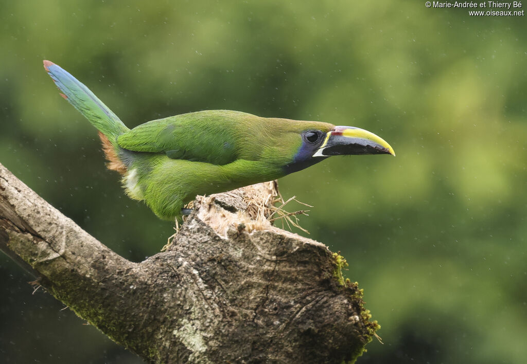 Toucanet émeraude