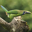 Toucanet émeraude