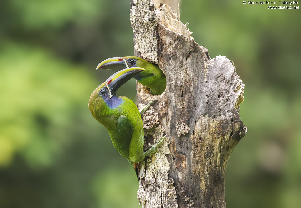 Toucanet émeraude