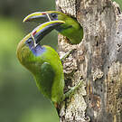 Toucanet émeraude
