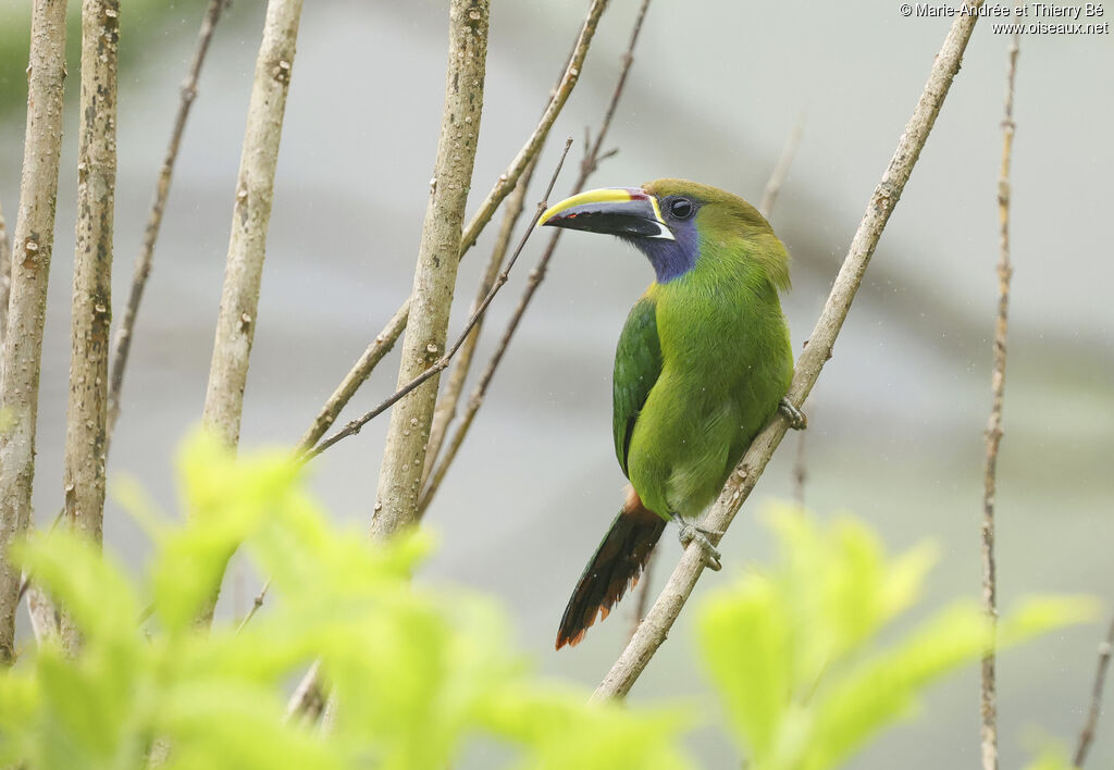 Toucanet émeraude
