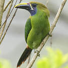 Toucanet émeraude