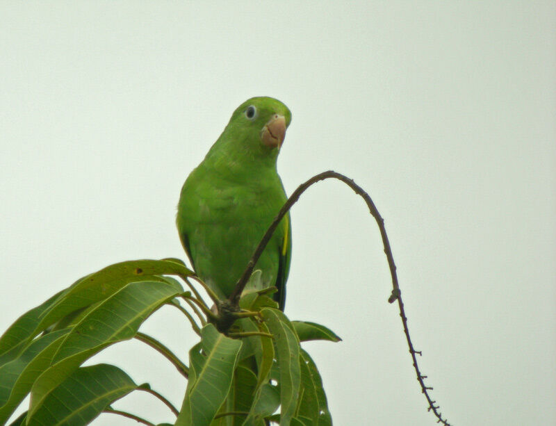 Yellow-chevroned Parakeet