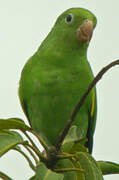 Yellow-chevroned Parakeet