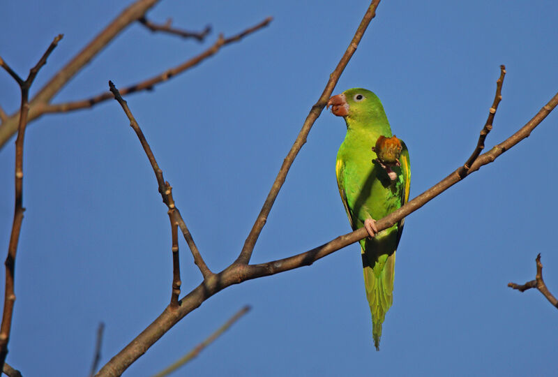 Yellow-chevroned Parakeet