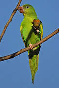 Yellow-chevroned Parakeet