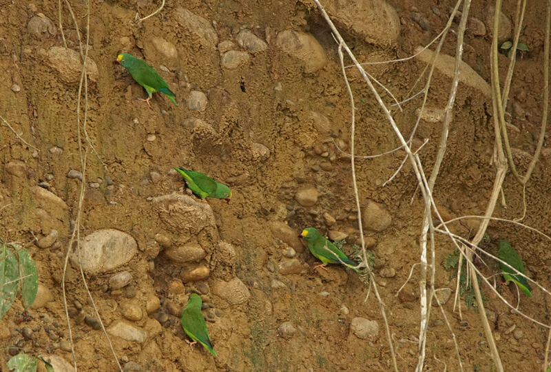 Tui Parakeet