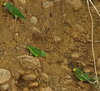 Tui Parakeet