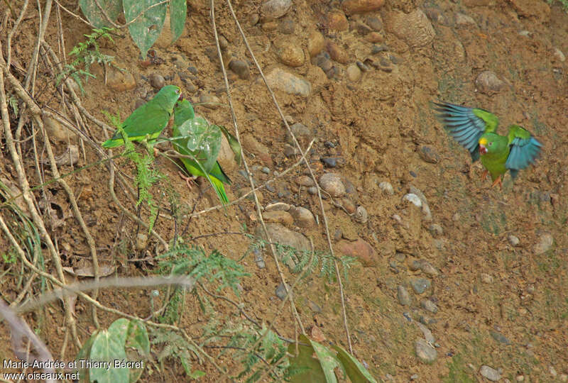 Toui à front d'oradulte, habitat, pigmentation