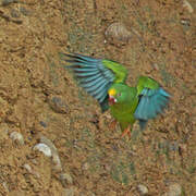 Tui Parakeet