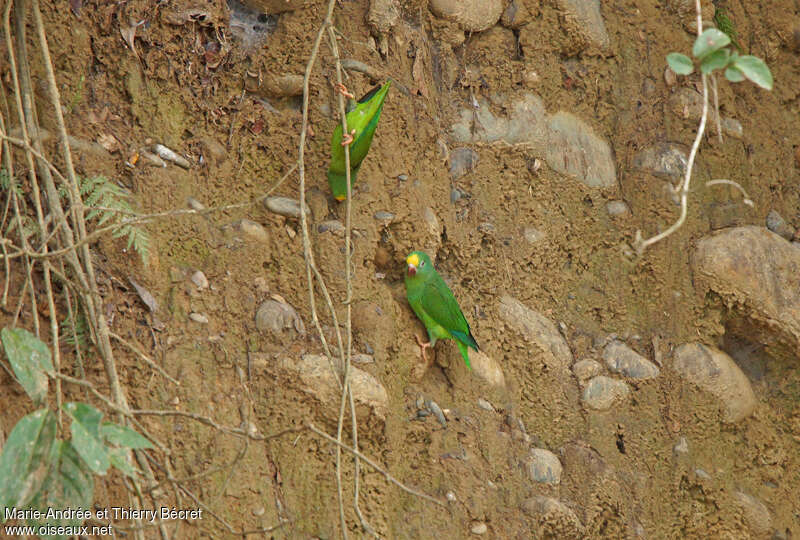 Tui Parakeet, identification