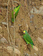 Tui Parakeet