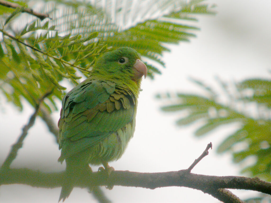 Orange-chinned Parakeet