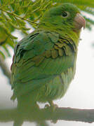 Orange-chinned Parakeet