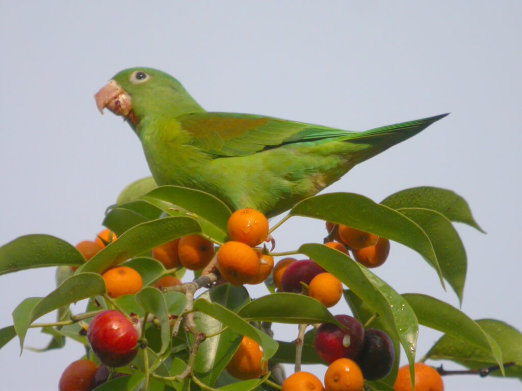 Orange-chinned Parakeet