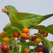 Orange-chinned Parakeet