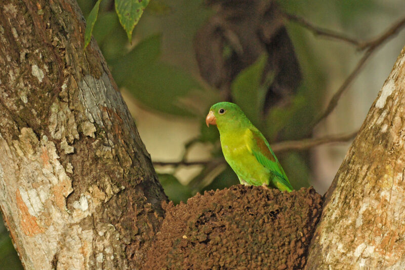 Orange-chinned Parakeet