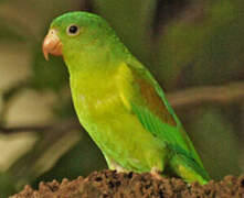 Orange-chinned Parakeet