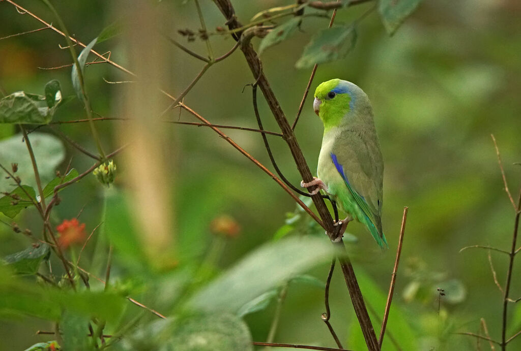 Pacific Parrotlet