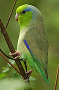 Pacific Parrotlet