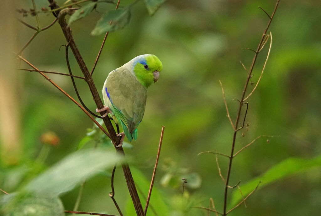 Pacific Parrotlet