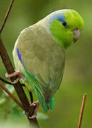 Pacific Parrotlet