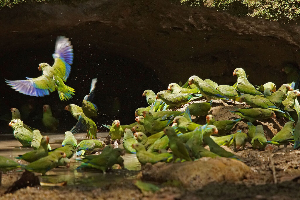 Cobalt-winged Parakeet