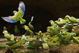 Cobalt-winged Parakeet