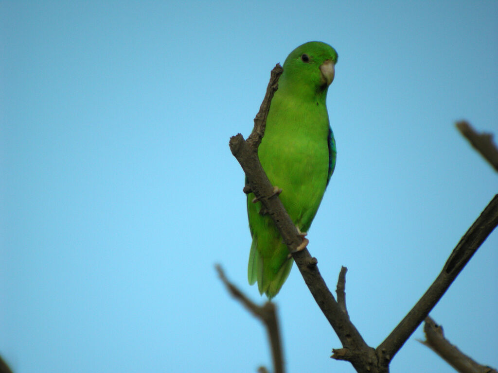 Green-rumped Parrotlet