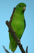 Green-rumped Parrotlet