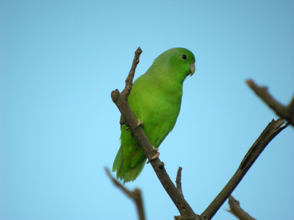 Green-rumped Parrotlet