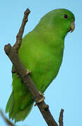 Green-rumped Parrotlet