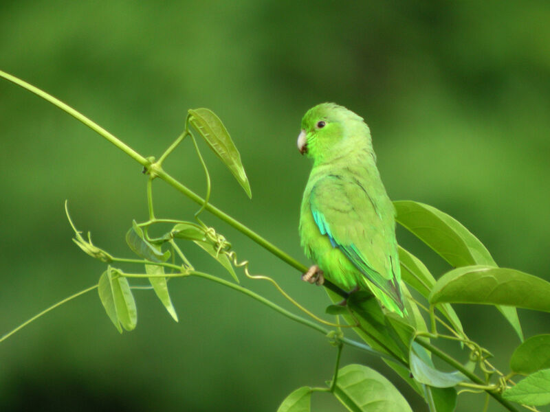 Green-rumped Parrotletadult