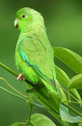 Green-rumped Parrotlet