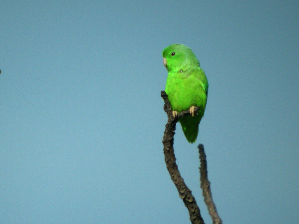 Green-rumped Parrotlet