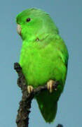 Green-rumped Parrotlet