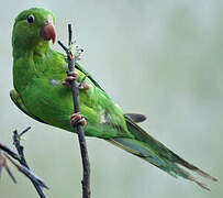 Plain Parakeet