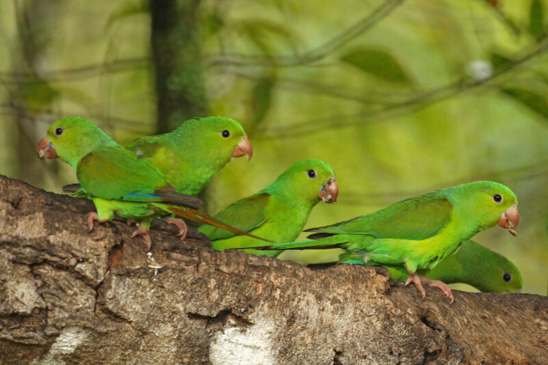 Plain Parakeet