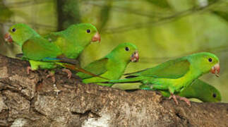 Plain Parakeet