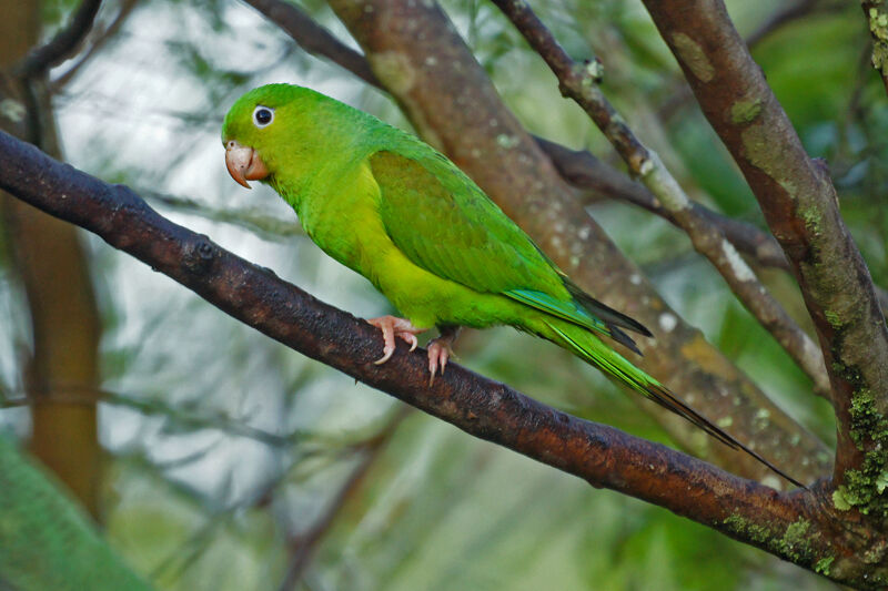 Plain Parakeet