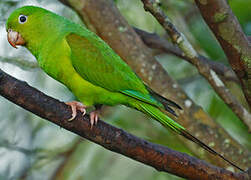 Plain Parakeet